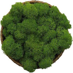 Moss Preserved, Green Moss for Fairy Gardens, Terrariums, Any Craft or Floral